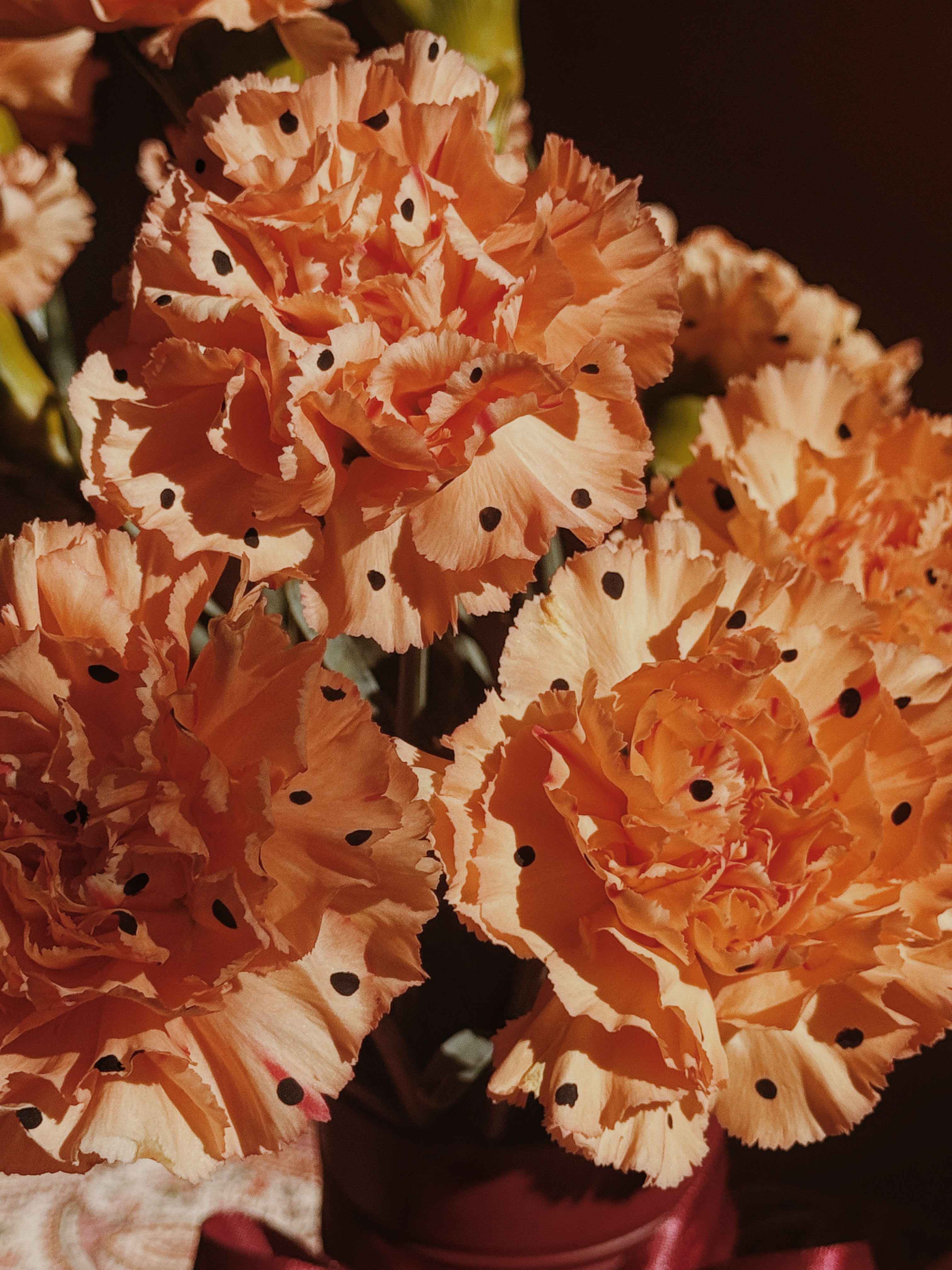 Can~O~Carns! Polka Dotted Carnations!