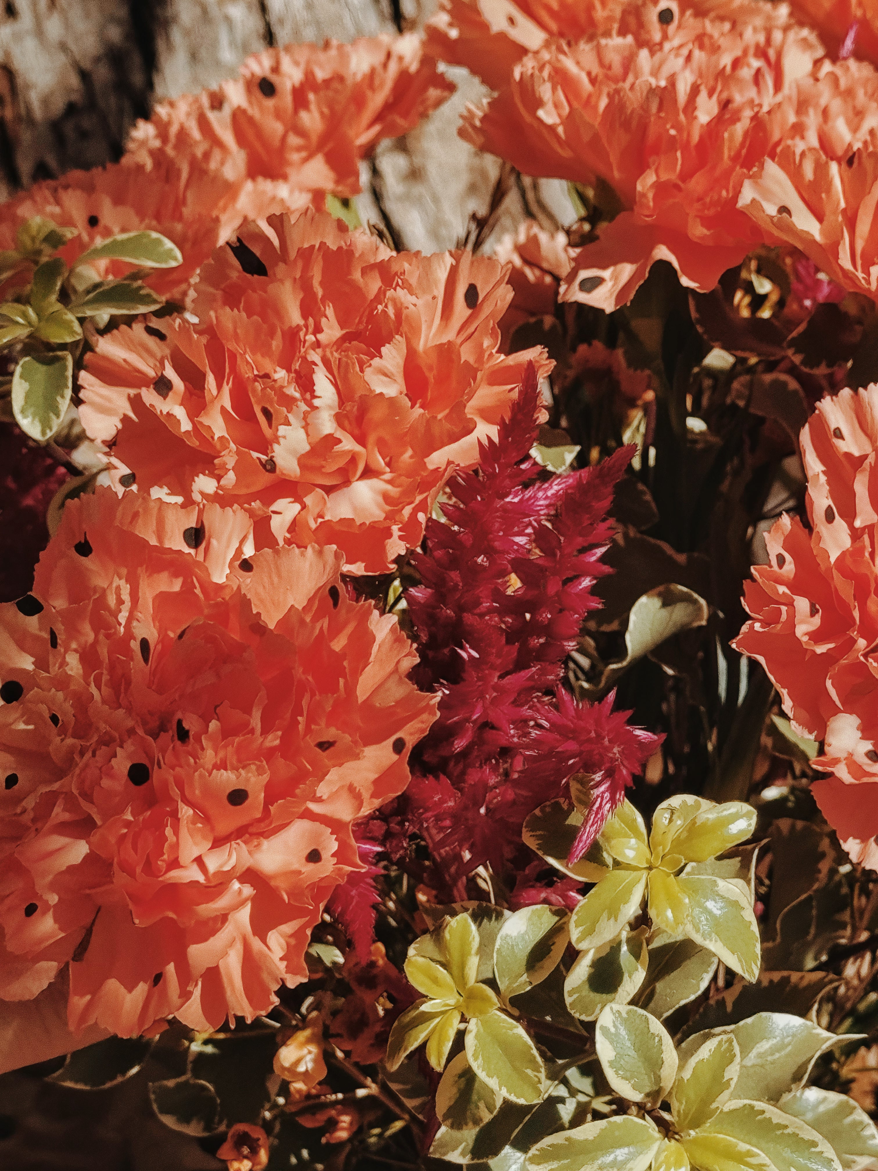 Can~O~Carns! Polka Dotted Carnations!